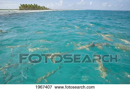 Stock Photo - French Polynesia, Tuamotu Islands, Rangiroa Atoll, Blue Lagoon, Blacktip Reef Sharks (Carcharhinus Melanopterus) Near Surface Of Ocean, View From Above.. Fotosearch