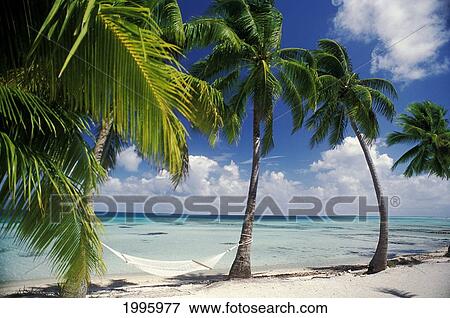 Stock Photo - French Polynesia, Tuamotu Islands, Tikehau Atoll, Palm Trees Across Beach. Fotosearch