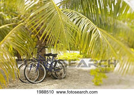 Stock Image - French Polynesia, Tuamotu, Palm Tree With Two Bikes Leaned Against It. Fotosearch