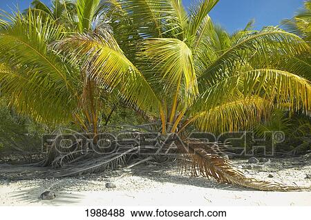 Stock Photo - French Polynesia, Tuamotu, Palm Trees Growing Low To The Ground On White Sand Beach. Fotosearch