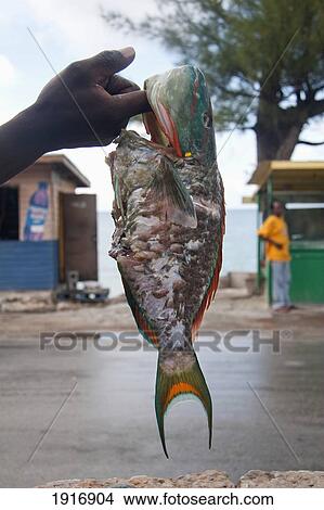 Picture - Fresh Fish For Sale In The Street Near Compass Point Resort. Fotosearch