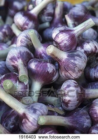 Fresh Garlic, Fruit And Veg Market View Large Photo Image Stock Image - Fresh Garlic, Fruit And Veg Market. Fotosearch