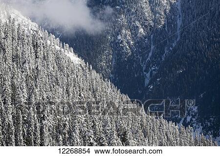 Picture - Fresh snow on forest covered mountainsides, Whistler, British Columbia, Canada. Fotosearch