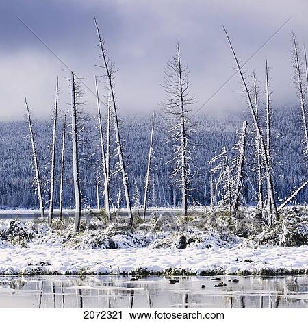 Fresh Snowfall And Bare Trees On The Vermillion Lakes, Banff National Park, Alberta, Canada View Large Photo Image Stock Image - Fresh Snowfall And Bare Trees On The Vermillion Lakes, Banff National Park, Alberta, Canada. Fotosearch