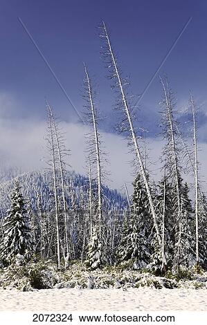Fresh Snowfall And Cascade Range Shrouded In Cloud, Banff National Park, Alberta, Canada View Large Photo Image Picture - Fresh Snowfall And Cascade Range Shrouded In Cloud, Banff National Park, Alberta, Canada. Fotosearch