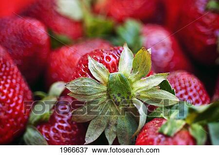 Stock Photo - Fresh Strawberries Piled Together.. Fotosearch