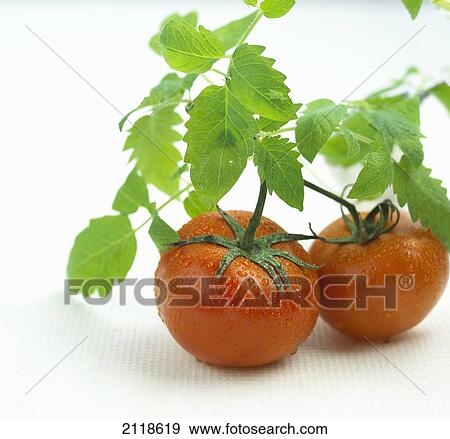 Stock Photo - Fresh Wet Red Tomatoes On White Background. Fotosearch