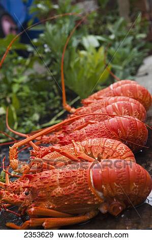 Freshly Caught Crayfish Are Being Prepared For Dinner; Kaikoura, New Zealand View Large Photo Image Stock Photo - Freshly Caught Crayfish Are Being Prepared For Dinner; Kaikoura, New Zealand. Fotosearch