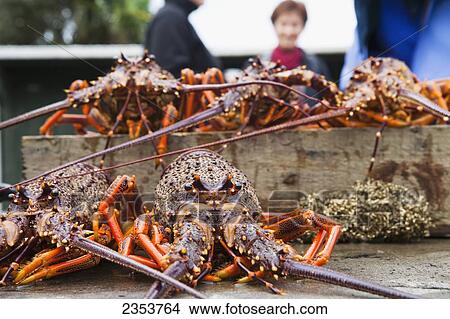 Picture - Freshly Caught Crayfish; Kaikoura, New Zealand. Fotosearch