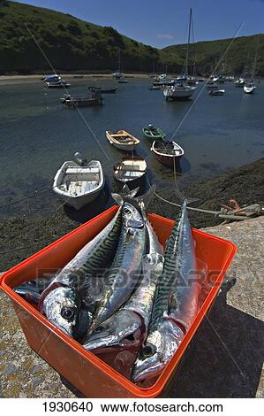 Stock Image - Freshly caught Mackerel. Solva harbour. Pembrokeshire. Wales. UK.. Fotosearch