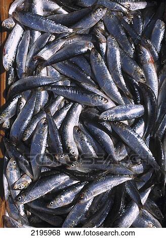 Freshly Caught Sardines, Essaouira, Morocco. View Large Photo Image Stock Photo - Freshly Caught Sardines, Essaouira, Morocco.. Fotosearch