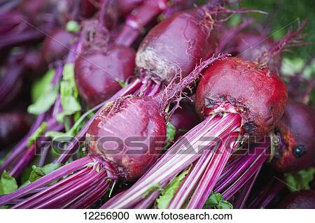 Freshly harvested beets (Beta vulgaris); Palmer, Alaska, United States of America View Large Photo Image Stock Image - Freshly harvested beets (Beta vulgaris); Palmer, Alaska, United States of America. Fotosearch
