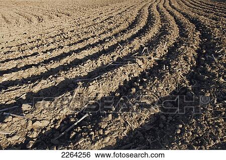 Freshly tilled corn field; brampton ontario canada View Large Photo Image Stock Photograph - Freshly tilled corn field; brampton ontario canada. Fotosearch