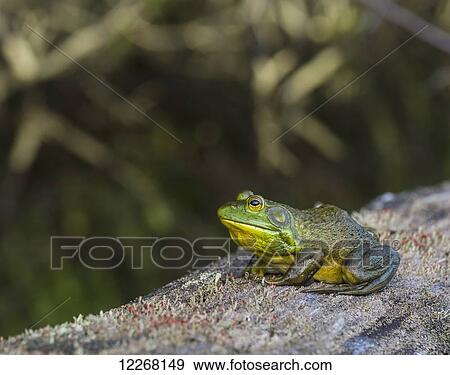 Frog resting on a log; Ontario, Canada View Large Photo Image Stock Photo - Frog resting on a log; Ontario, Canada. Fotosearch