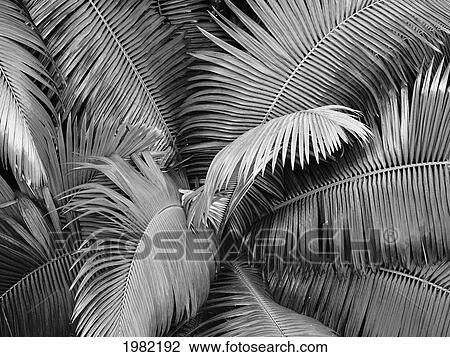 Stock Image - Fronds of a palm tree; Hawaii, United States of America. Fotosearch