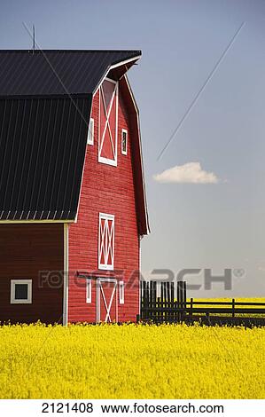 Stock Photo - Front Of A Red Barn In A Flowering Canola Field With Blue Sky And Cloud South Of High River; Alberta Canada. Fotosearch
