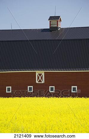 Front Of A Red Barn In A Flowering Canola Field With Blue Sky South Of High River; Alberta Canada View Large Photo Image Stock Photo - Front Of A Red Barn In A Flowering Canola Field With Blue Sky South Of High River; Alberta Canada. Fotosearch