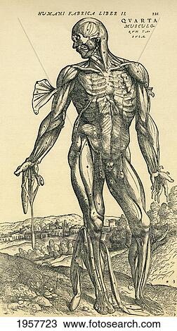 Stock Image - Front Of Male Human Body. Anatomical Study Originally Published In De Humani Corporis Fabrica Libri Septem (On The Fabric Of The Human Body In Seven Books) By Andreas Vesalius, Published Basel, 1543. This Image After A 19Th Century Reproduction.. Fotosearch