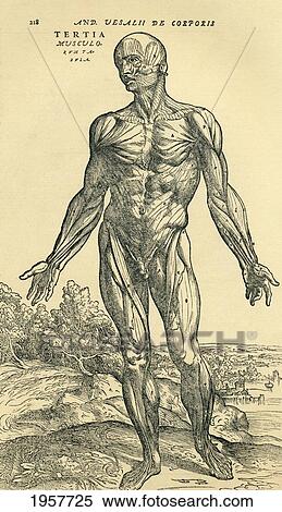 Front Of Male Human Body. Anatomical Study Originally Published In De Humani Corporis Fabrica Libri Septem (On The Fabric Of The Human Body In Seven Books) By Andreas Vesalius, Published Basel, 1543. This Image After A 19Th Century Reproduction. View Large Photo Image Stock Photography - Front Of Male Human Body. Anatomical Study Originally Published In De Humani Corporis Fabrica Libri Septem (On The Fabric Of The Human Body In Seven Books) By Andreas Vesalius, Published Basel, 1543. This Image After A 19Th Century Reproduction.. Fotosearch