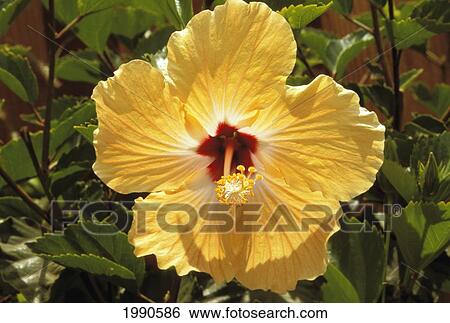 Stock Photograph - Front View Close-Up Of Single Yellow Hibiscus Flower On Plant. Fotosearch