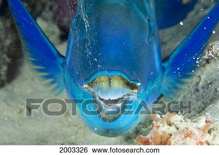 Front View Of A Sea Blue Sheep Head Parrotfish With Mouth Open, Bubbles (Scarus Microrhinos) View Large Photo Image Stock Photograph - Front View Of A Sea Blue Sheep Head Parrotfish With Mouth Open, Bubbles (Scarus Microrhinos). Fotosearch
