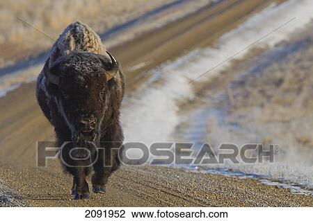 Stock Image - Frost-Covered Bison On Road In Grasslands National Park; Saskatchewan Canada. Fotosearch