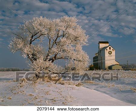 Frost-covered tree and grain storage facility on a wintry prairie; Dugald, Manitoba, Canada View Large Photo Image Picture - Frost-covered tree and grain storage facility on a wintry prairie; Dugald, Manitoba, Canada. Fotosearch