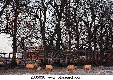 Frosty Morning On Farm; Kent, England, Uk View Large Photo Image Stock Image - Frosty Morning On Farm; Kent, England, Uk. Fotosearch