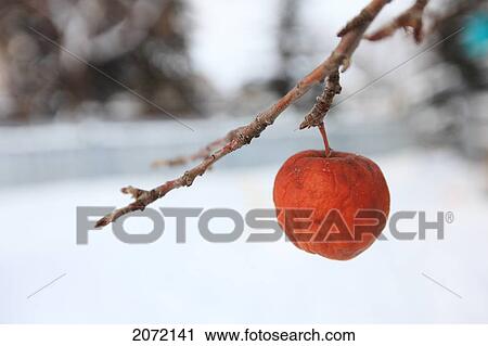 Stock Image - Frozen Apple On A Tree, Edmonton, Alberta. Fotosearch
