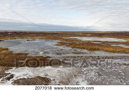 Frozen Landscape With Patches Of Ice On The Grass; Churchill Manitoba Canada View Large Photo Image Stock Photo - Frozen Landscape With Patches Of Ice On The Grass; Churchill Manitoba Canada. Fotosearch