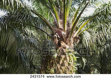 Picture - Fruit of the oil palm, Simalungun, North Sumatra, Indonesia. Fotosearch