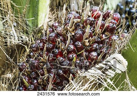 Stock Photograph - Fruit of the oil palm, Simalungun, North Sumatra, Indonesia. Fotosearch