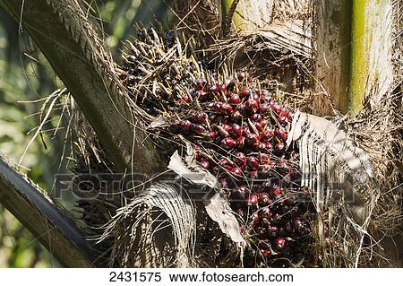 Stock Photography - Fruit of the oil palm, Simalungun, North Sumatra, Indonesia. Fotosearch