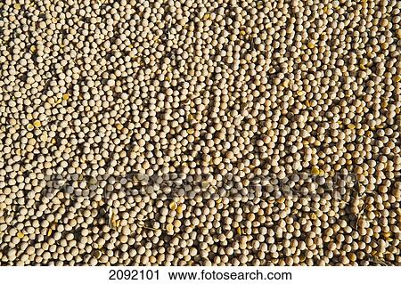 Full Frame Of Field Peas In A Farm Truck; Ponteix Saskatchewan Canada View Large Photo Image Stock Image - Full Frame Of Field Peas In A Farm Truck; Ponteix Saskatchewan Canada. Fotosearch