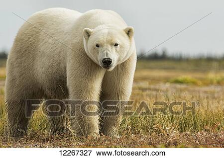 Full length portrait of polar bear; Manitoba, Canada View Large Photo Image Stock Photo - Full length portrait of polar bear; Manitoba, Canada. Fotosearch