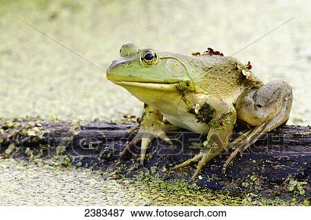 Stock Photo - Full length shot of American bullfrog on a perch; Les Cedres, Quebec, Canada. Fotosearch