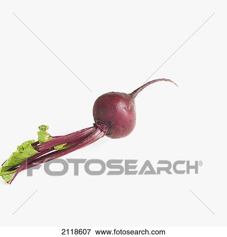 Full Length Studio Shot Of Beet View Large Photo Image Stock Photo - Full Length Studio Shot Of Beet. Fotosearch