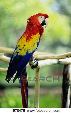 Stock Photograph - Full length view of rainbow colored Macaw perching on branch. Fotosearch