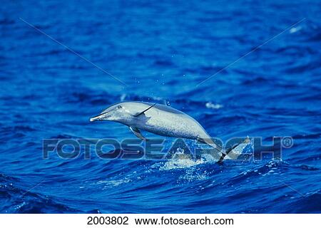 Stock Image - Full Length View Of Spotted Dolphin Jumping Out Of Ocean Side Underside View. Fotosearch
