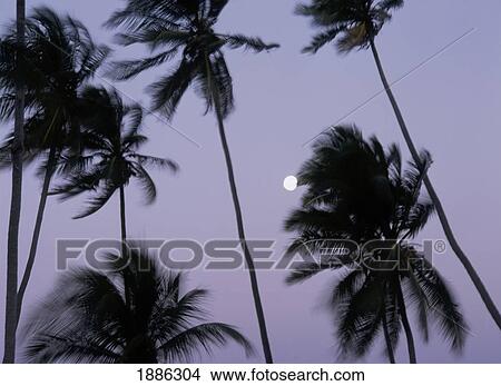Full Moon Rising Behind Palm Trees At Dusk, Blurred Motion View Large Photo Image Picture - Full Moon Rising Behind Palm Trees At Dusk, Blurred Motion. Fotosearch