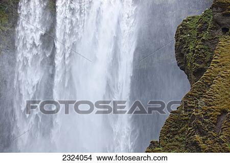 Fulmar's nest along cliffs beside the waterfall Skogafoss along the southern coast; Iceland View Large Photo Image Picture - Fulmar's nest along cliffs beside the waterfall Skogafoss along the southern coast; Iceland. Fotosearch