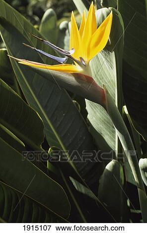 Funchal View Large Photo Image Stock Photo - Funchal. Fotosearch