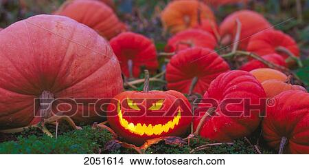 Picture - Fv1071, Dave Nunuk; Jack-O-Lantern Grinning In A Pumpkin Patch. Fotosearch