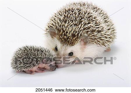 Fv2084, Kitchin/Hurst; Mother Hedgehog And Baby Hedgehog Snuggle View Large Photo Image Stock Photograph - Fv2084, Kitchin/Hurst; Mother Hedgehog And Baby Hedgehog Snuggle. Fotosearch