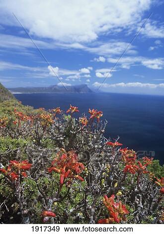 Stock Photo - Fynbos Plants In The Cape Of Good Hope Nature Reserve. Fotosearch
