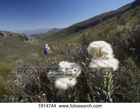 Fynbos Vegetation In Mountains View Large Photo Image Picture - Fynbos Vegetation In Mountains. Fotosearch