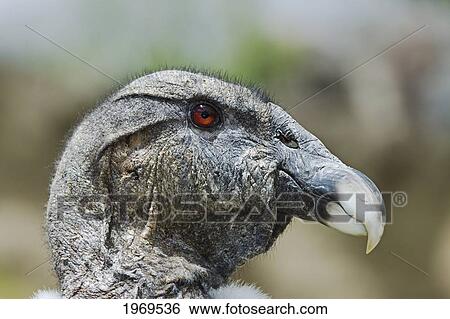 Stock Photograph - Galapagos, A Close Look At An Andean Condor, Vultur Gryphus, At Parque Condor, A Reserve For Rescued Birds Of Prey Near Otavalo.. Fotosearch