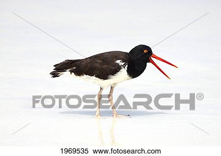 Stock Photography - Galapagos, An American Oystercatcher (Haematopus Palliates) On The Fine White Sand Of Tortuga Bay. Fotosearch