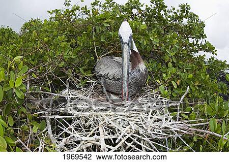 Stock Image - Galapagos, Brown Pelican (Pelecanus Occidentalis) Sitting In Her Nest Tending To Her Young.. Fotosearch