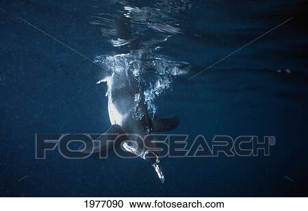 Stock Image - Galapagos, Galapagos Penguin Diving From Surface.. Fotosearch